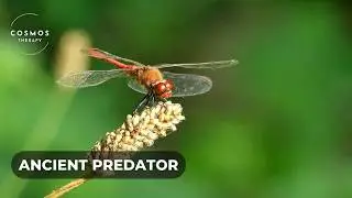 Dragonflies The Masters of the Sky | A short Documentary | Wildlife