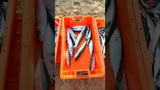 Costa de Caparica, 06 de Dezembro de 2024