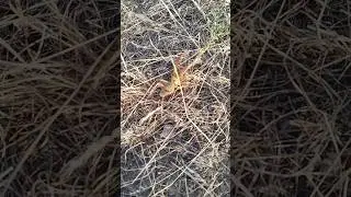 сальпуга , верблюжий паук