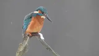 HBN 6 sneeuw diverse ruw HBN 3852