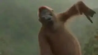 Хароший пиркол