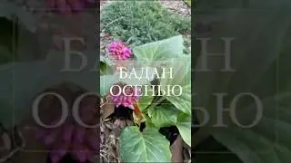 #бадан #сад #дача #garden #многолетники #вечнозелёный