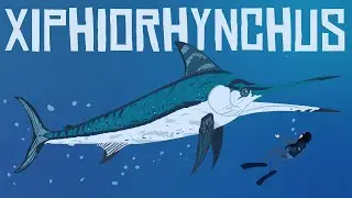 The Giant Double Billed Swordfish | Xiphiorhynchus