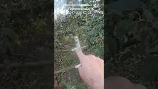 крепкий скелет яблони