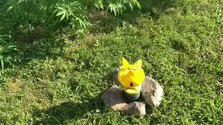 Outdoor Cannabis grow August Wednesday the 14th 2024￼