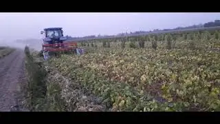 Yangilik! O'zbekistonda yagona MOSH o'radigan (Мош урадиган) texnika! 2-qism.