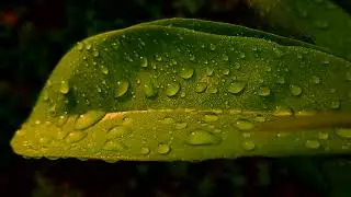 CINEMATIC 30 DETIK | BUTIRAN AIR BERKILAU PAGI HARI | CINEMATIC ALAM