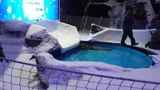 Animals dancing on ice very nice show