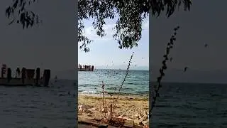 birds are flying on the sea #seaside #birds #naturelover