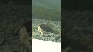 полуостров Кони