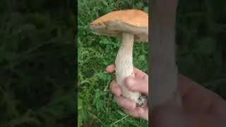 гриб