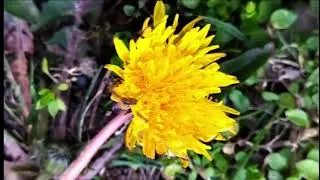 15 Interesting and Fun Facts about Dandelion