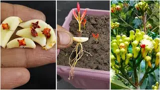 Grow clove plants at home // how to grow clove plants from seeds with garlic and aloevera