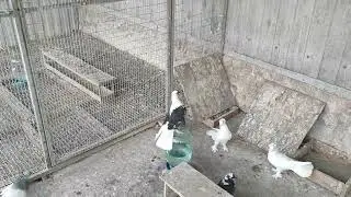 29.04.2024г Обзор голубей у Отца перед отьездом!