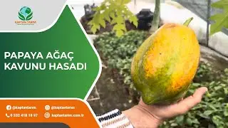 Tropik Meyve Seramızda Papaya Hasadı