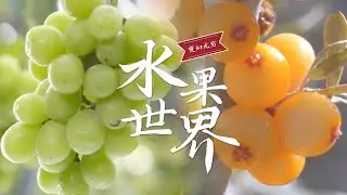 水果王国大揭秘：与水果们的惊喜邂逅~品味甜蜜冒险 | 腾讯视频 - 纪录片