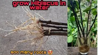 How to grow Hibiscus  faster at home 🤩 | secret method 🤫