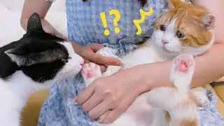 给猫洗脚后，奶牛猫被迷得神魂颠倒，橘猫：你不要过来啊！？｜花花与三猫 Cat Live