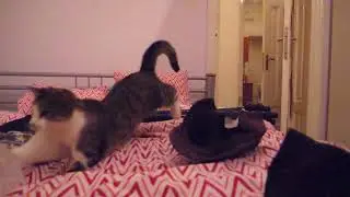SlowMo Flicker Removal on Cat Test 1 of 2