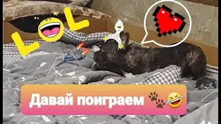 Очень смешной волнистый попугай. Попугай Кеша играет с французским бульдогом. Попугай и собака.