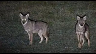 Farmers use infrared thermal to hunt hogs|&coyotes #live #viral #shorts ￼#part1