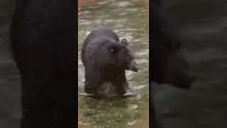 Медведь ловит рыбу! #Shorts