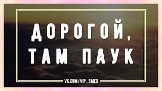 Дорогой, там паук