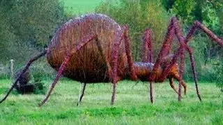 TOP 10 BIGGEST SPIDERS CAUGHT IN THE WORLD