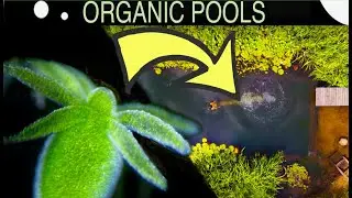 Why you NEED these Creatures in your Pool