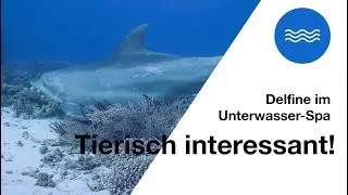 Tierisch interessant! - Delfine im Unterwasser-Spa
