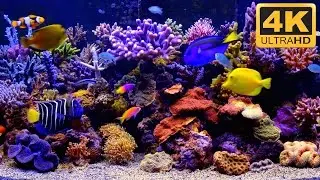 The Living Aquarium by Uscenes. Best-selling 4K Aquarium TV Screen Saver Since 2015 (now 2 hours)