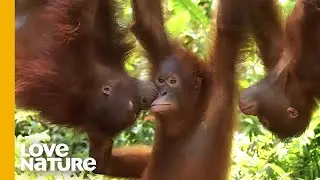Darril & Liti’s Orangutan Love Affair Put to the Test | Love Nature