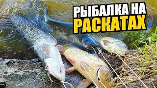 РЫБАЛКА САЗАНА И СОМА! (24 часа )В АСТРАХАНИ НА РАСКАТАХ! ШОК!МЫ СТОЛКНУЛИСЬ С ШАКАЛАМИ!