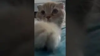 Мишка хочет спать. Мурлычет