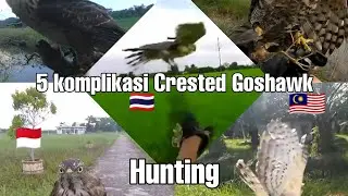 Kompilasi Hunting With Crested Goshawk (CG)
