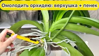 ОМОЛОДИТЬ орхидею / Верхушка орхидеи и Пенек орхидеи