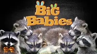 Mama Raccoon Brings Her Babies! *ADORABLE