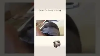 カワウソさくら 寝言がうるさいよー  Otter's sleep talking