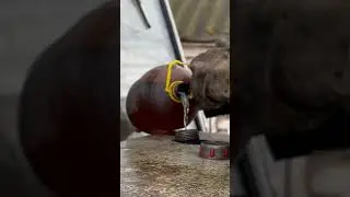 Завел трактор в лютый мороз! 