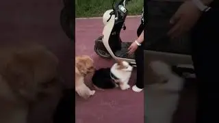 Смешные видео, коты, собаки!!!!