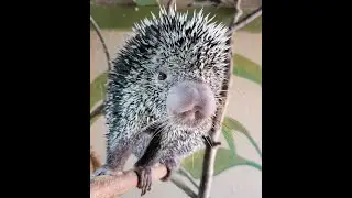 Kemosabe Coming Home After Work