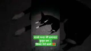 मान्छे भन्दा लाखौ गुणा इमान्दार कुकुर हुन्छन । मेरो काले ❤️#Dog #foryou #subscribe #shorts