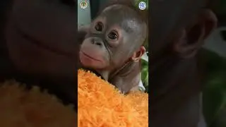 Gito the Orangutan Needs Your Help!