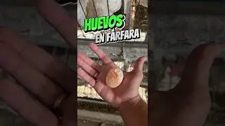 Huevos En Fárfara 🥚🔥 #eggs #avicultura #gallinas