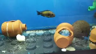tül vatozlar ve ikolalar karnıbahar ile tanışıyor.