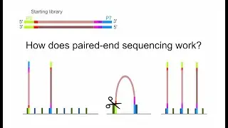 NGS How does paired end sequencing work?