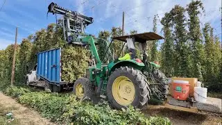 Harvesting Hops in the Yakima Valley of Washington