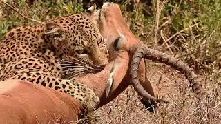 Leopard Attacks Impala in Spectacular Fight