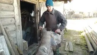 Primary processing. Fleshing.