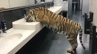 Man Actually Saves And Raises Tigers In His Home